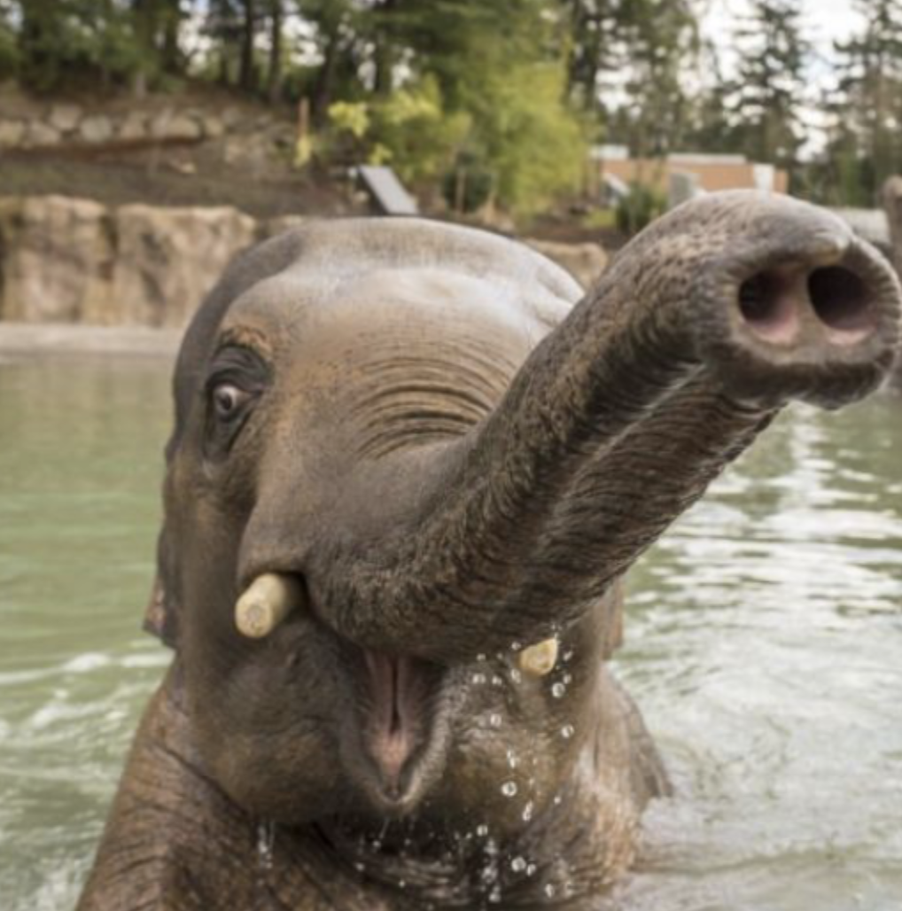 elephant in the water.
